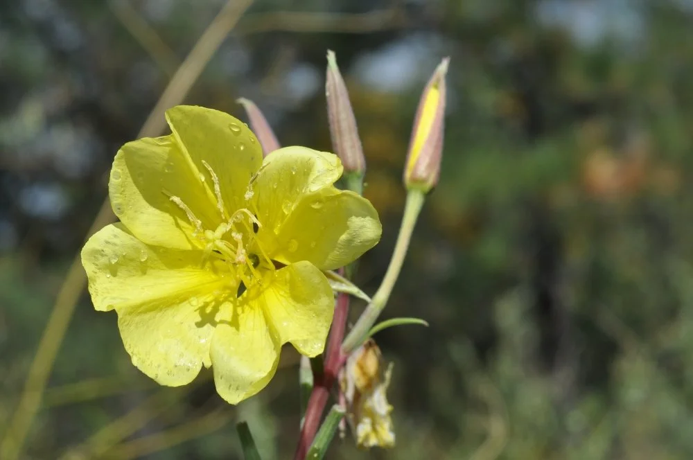 Yellow wildflower with dew drops on petals, in a natural outdoor setting.