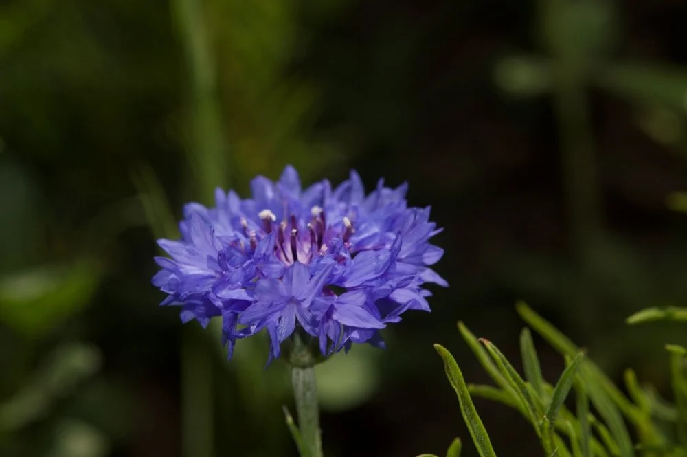 Close-up of a blue-purple flower blooming among green foliage.