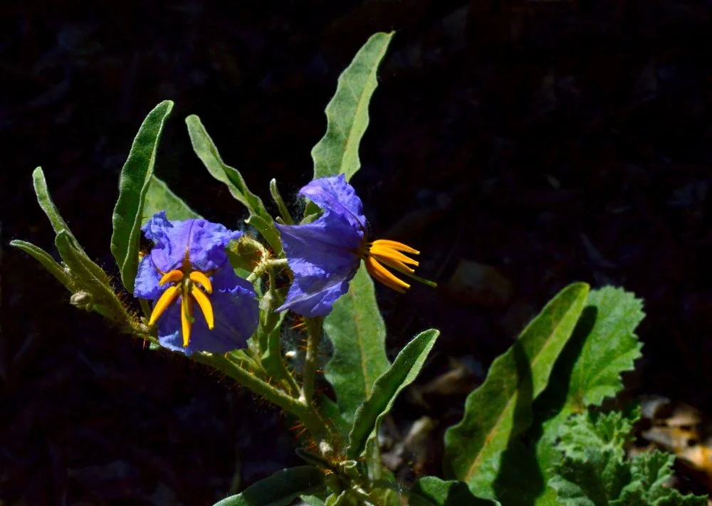 Blue flowering plant with green leaves against dark background