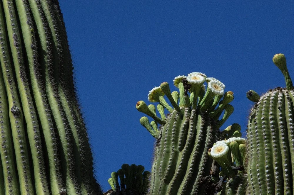 Close-up of cactus plants with white flowers against a clear blue sky.