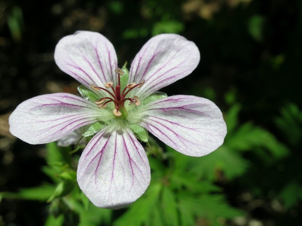 Close-up of a light pink flower with dark pink veins and prominent stamens, surrounded by green leaves.