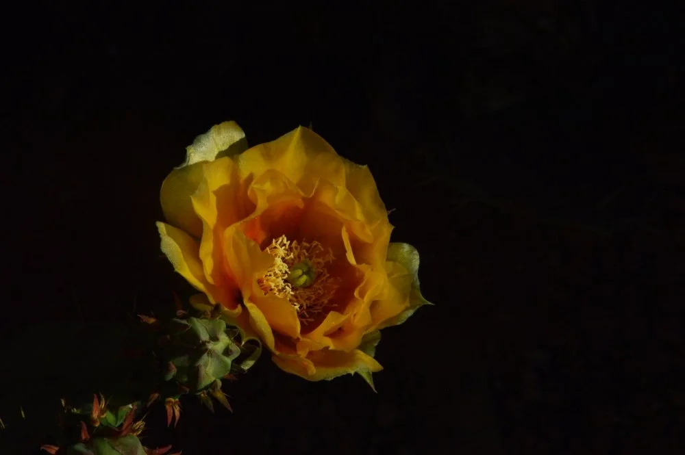 A yellow cactus flower blooming in darkness, with some green buds nearby.