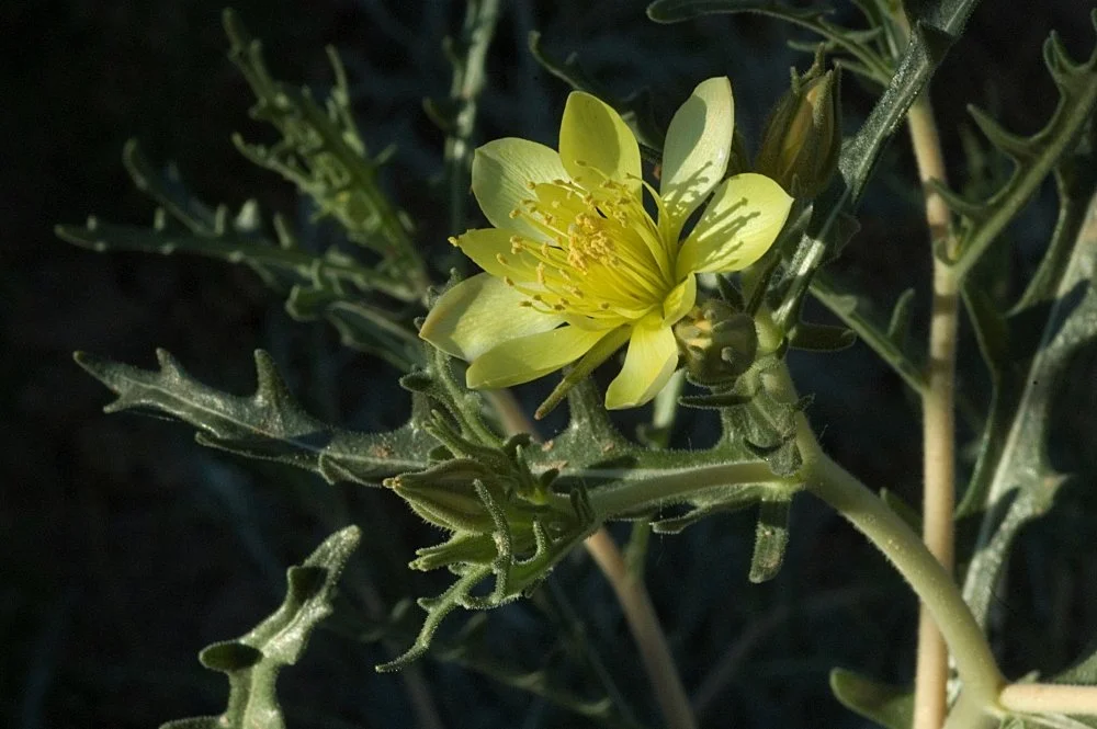 A yellow flower with multiple stamens on a green, spiny plant with narrow, jagged leaves.