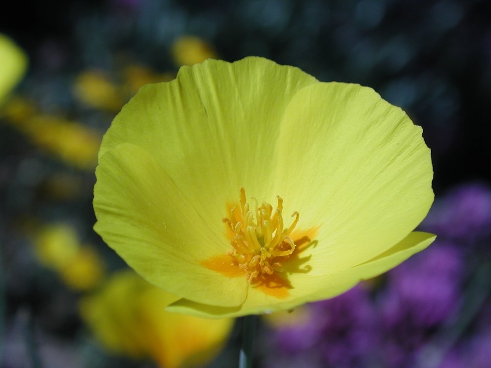 Close-up of a yellow poppy flower with orange stamens, blurred purple and yellow flowers in background.