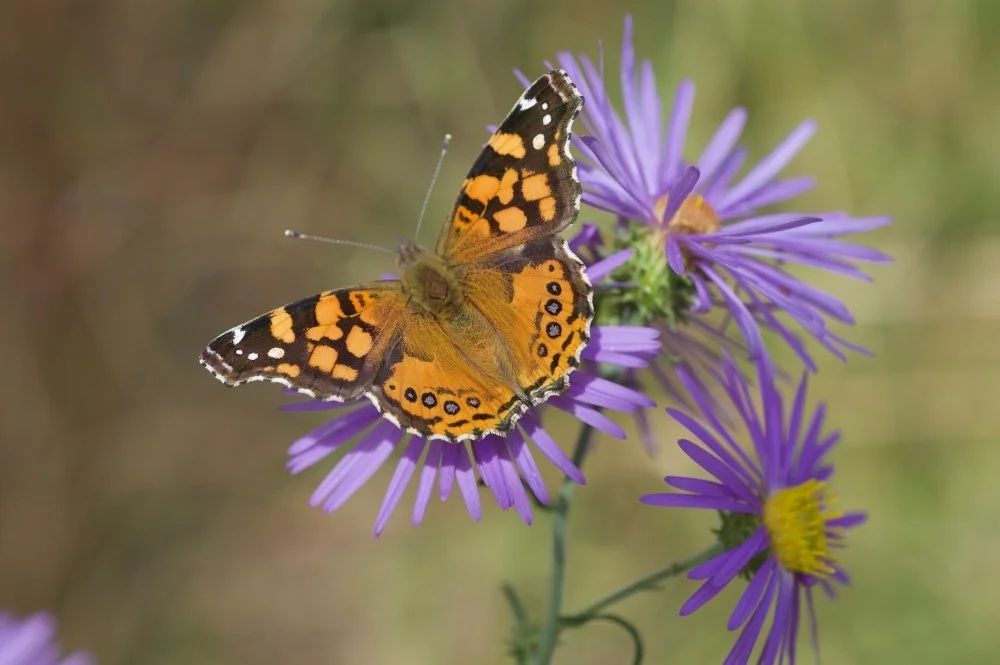 Orange and black butterfly perched on purple wildflowers.