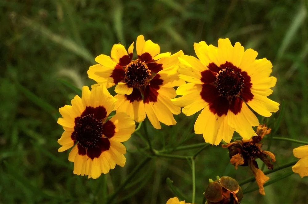 Close-up of yellow flowers with dark red centers and stamens, some with wilted petals, on grass.