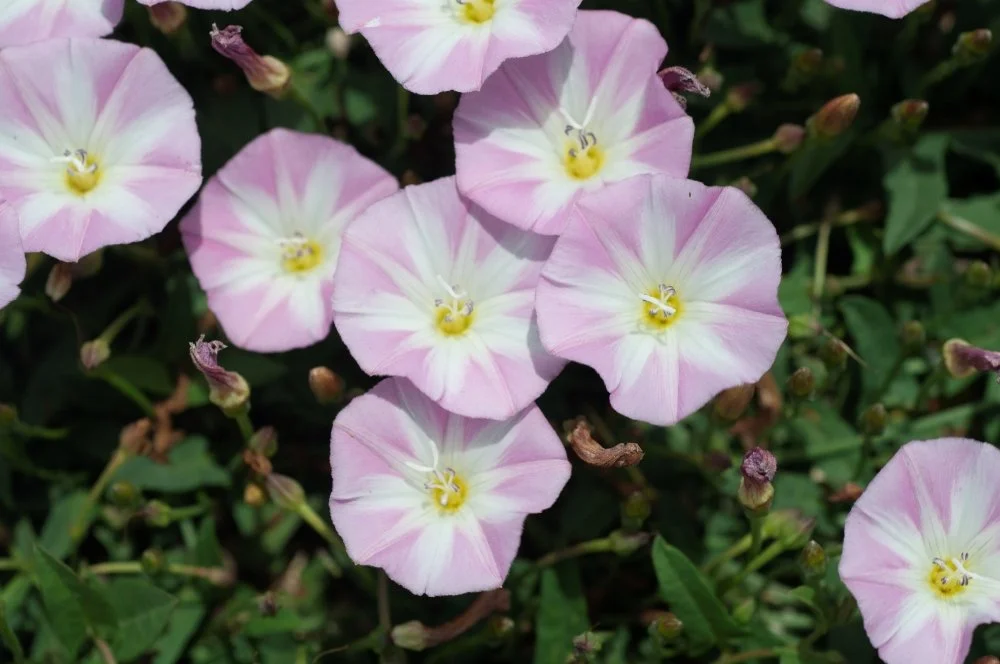 Close-up of pink and white blooming flowers with green leaves surrounding them.