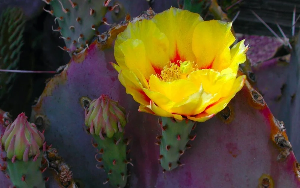 A cactus with a large yellow flower blooming and pinkish buds around it.