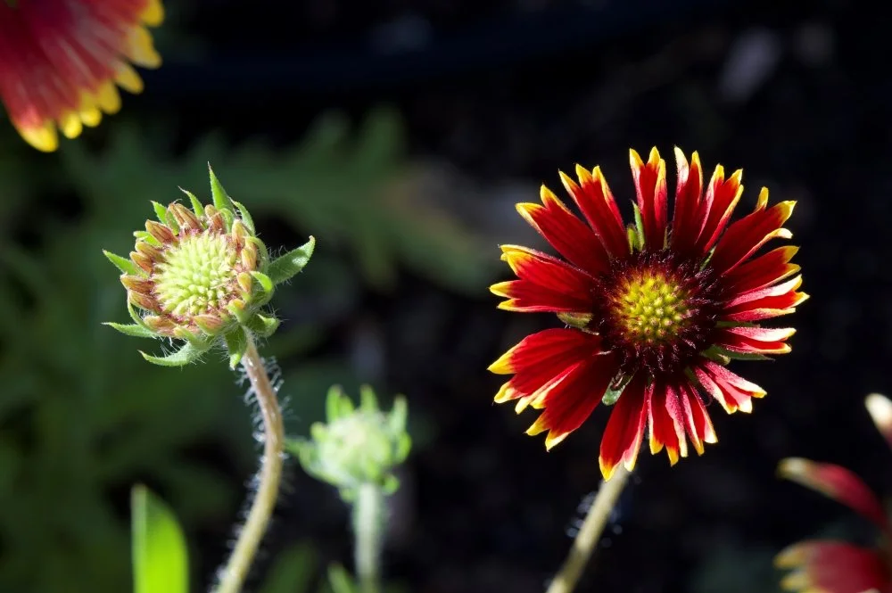 Close-up of a red and yellow flower with bud and green background.