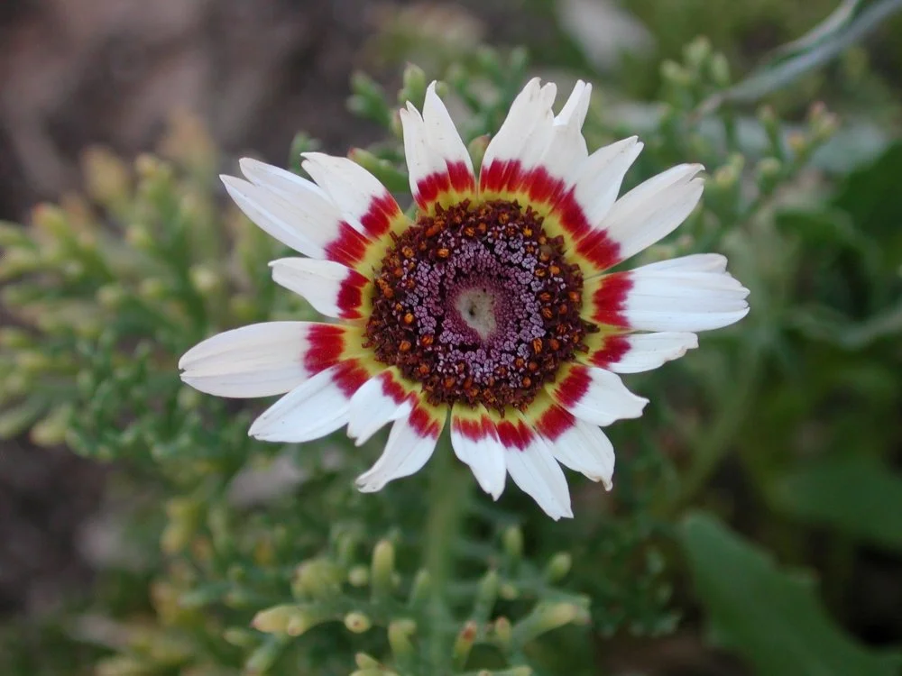 A close-up of a white flower with red and yellow markings near the center and purple and orange details in the middle.