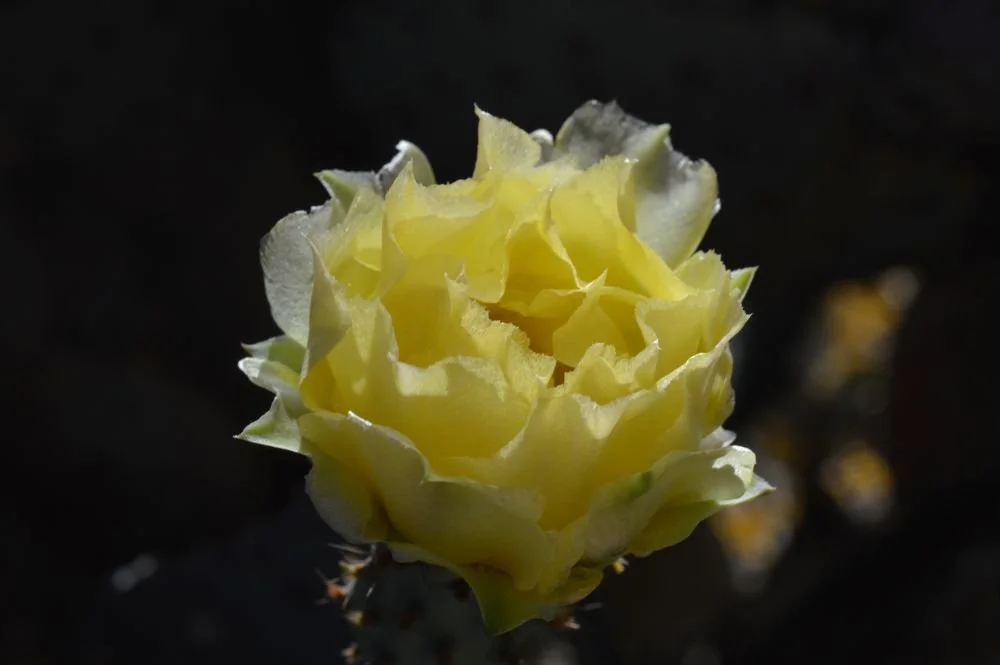 DSC_0560.JPG