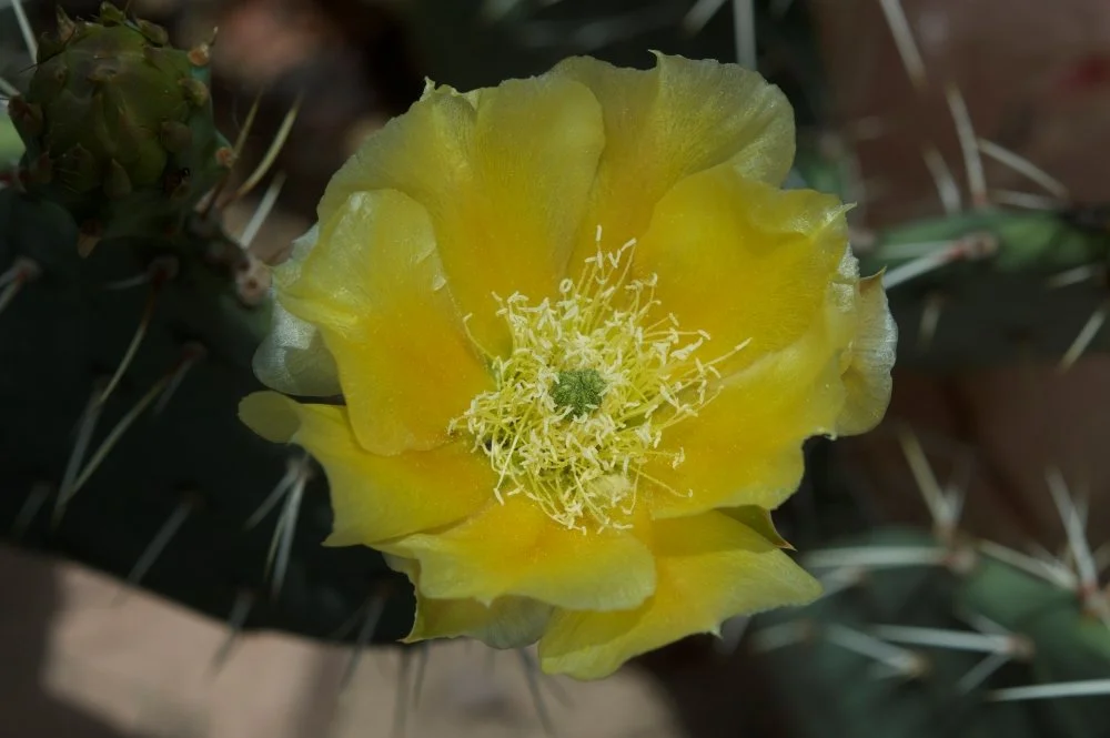 Yellow cactus flower with multiple stamens and a green center, growing on a cactus plant with spines and green pads.