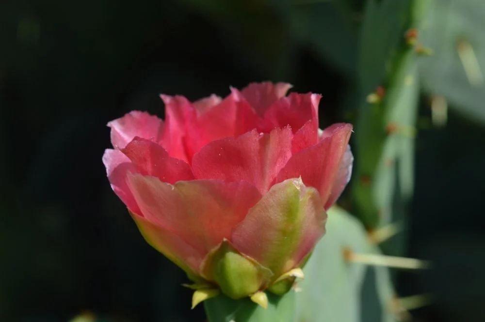 Close-up of a pink prickly pear cactus flower blooming
