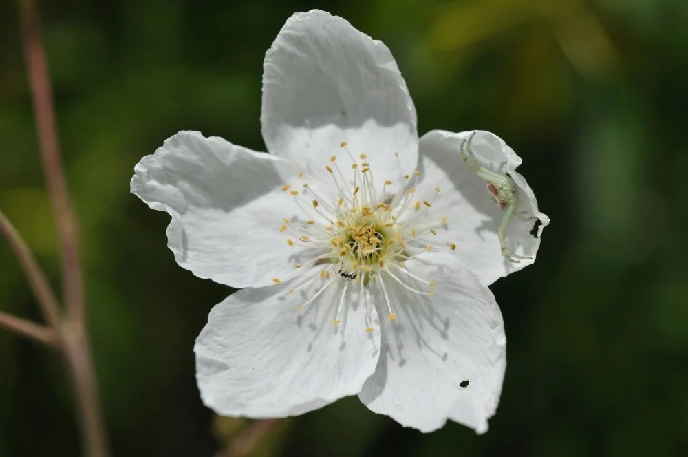 Close-up of a white wildflower with a small green caterpillar on one petal, against a blurred green background.