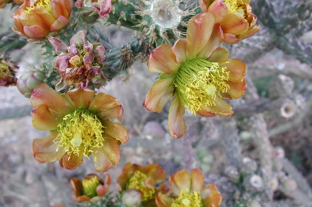 Yellow and orange cactus flowers blooming on a prickly cactus plant.