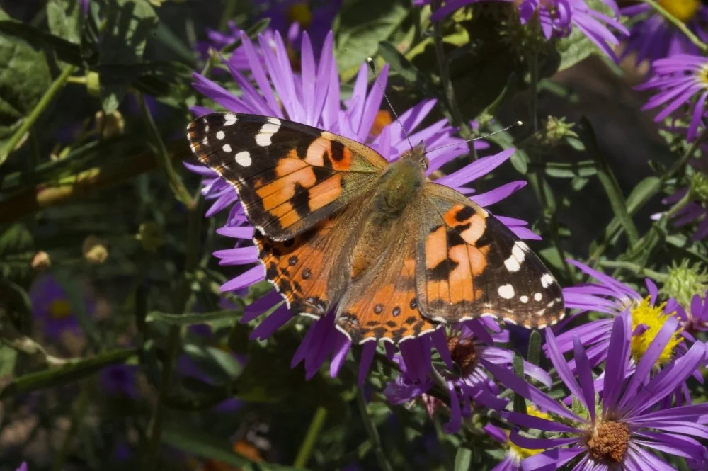 Close-up of a butterfly with orange, black, and white wings resting on purple flowers.