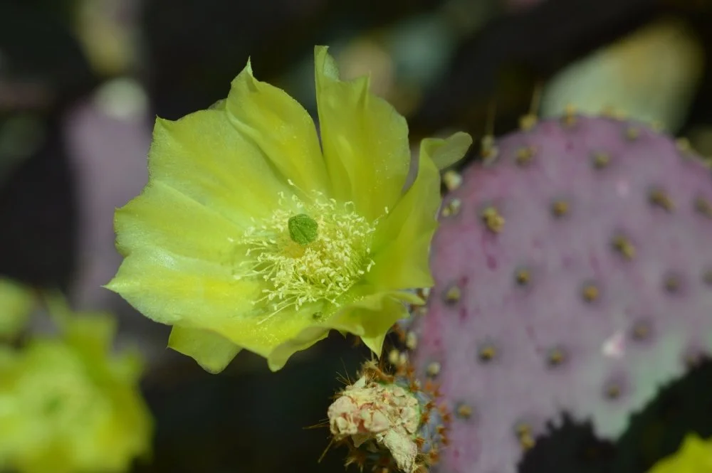A yellow cactus flower blooming next to purple prickly pear cactus pad with dark areoles.
