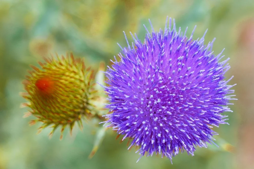 A close-up of a purple thistle flower and a spiky green seed head with a red interior on a blurred background.