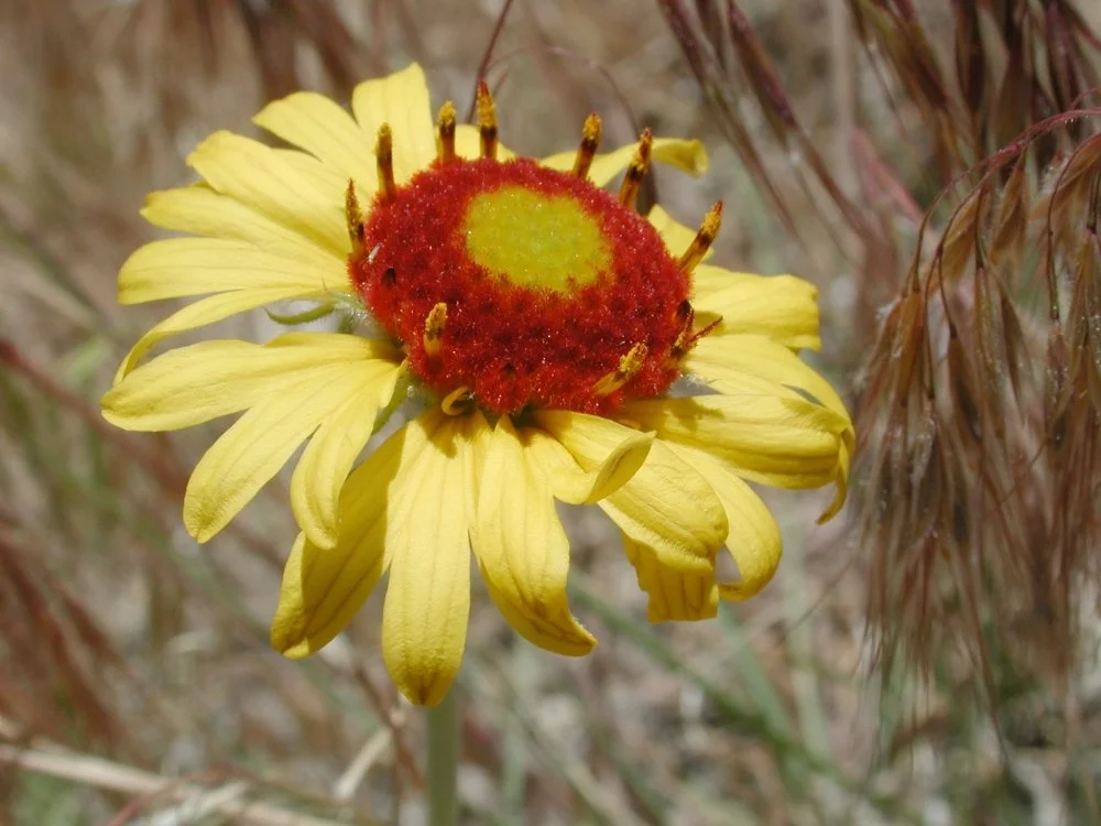 Close-up of a yellow wildflower with a red and green insect on it.
