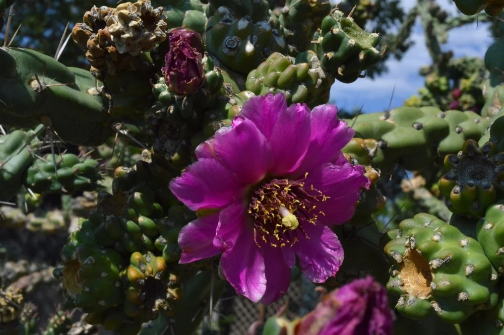 Close-up of a purple cactus flower blooming among green cactus pads and seed pods.