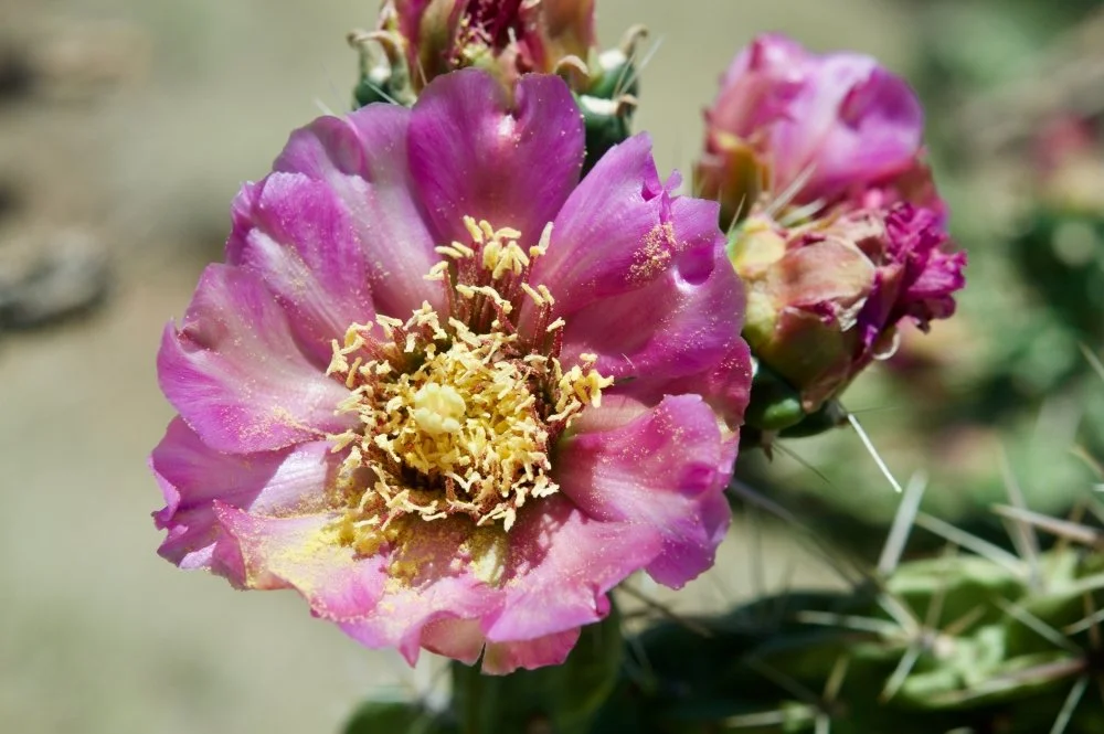 Close-up of a pink cactus flower with yellow stamens, with a blurred background of cactus spines and green plant parts.