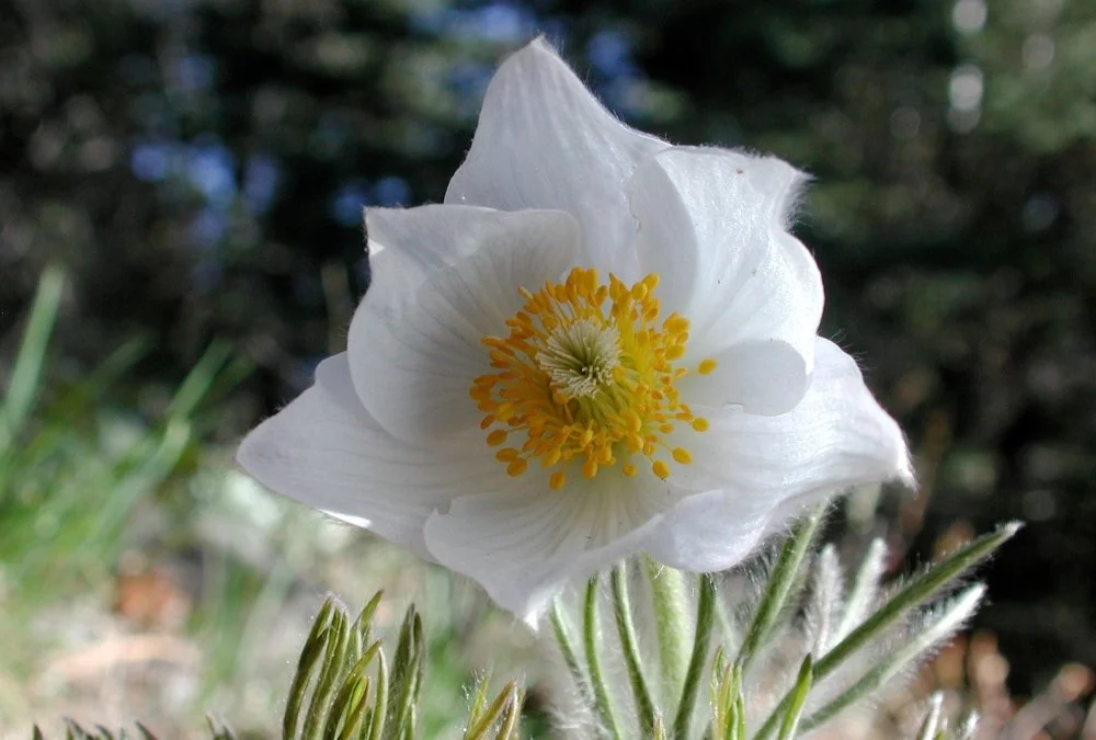 Close-up of a white flower with yellow stamens, surrounded by green leaves, against a blurred outdoor background.
