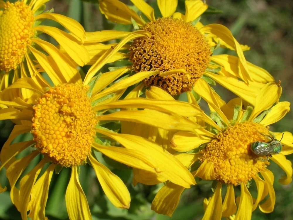 Close-up of yellow flowers with bees on the petals