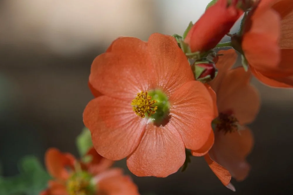Close-up of an orange flower with five petals and yellow stamens.