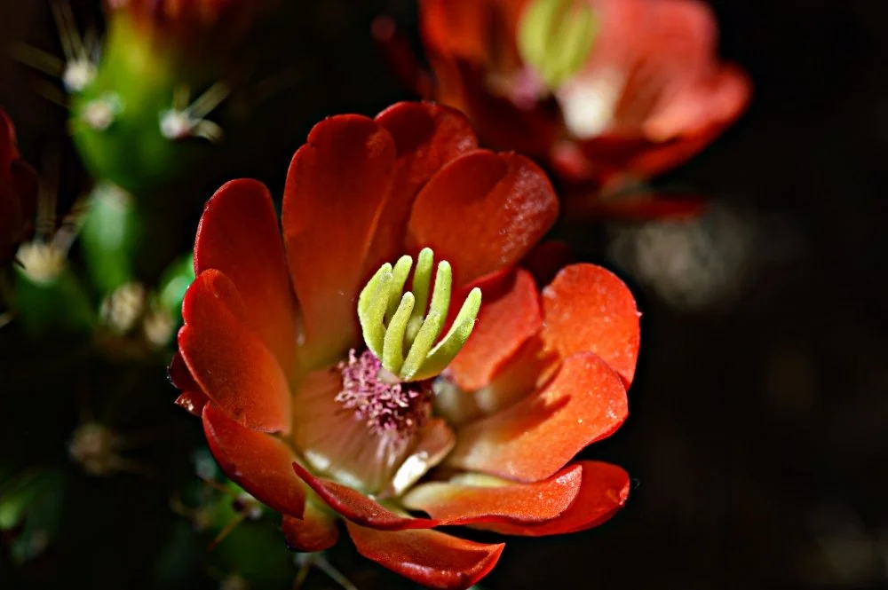 Close-up of a red cactus flower with green pistil and pink stamens inside, with dark background