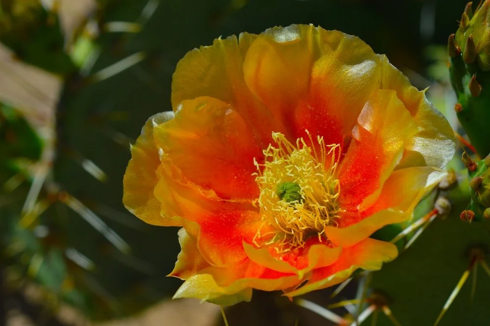 Close-up of a cactus flower with yellow and orange petals and a green center, surrounded by cactus spines.