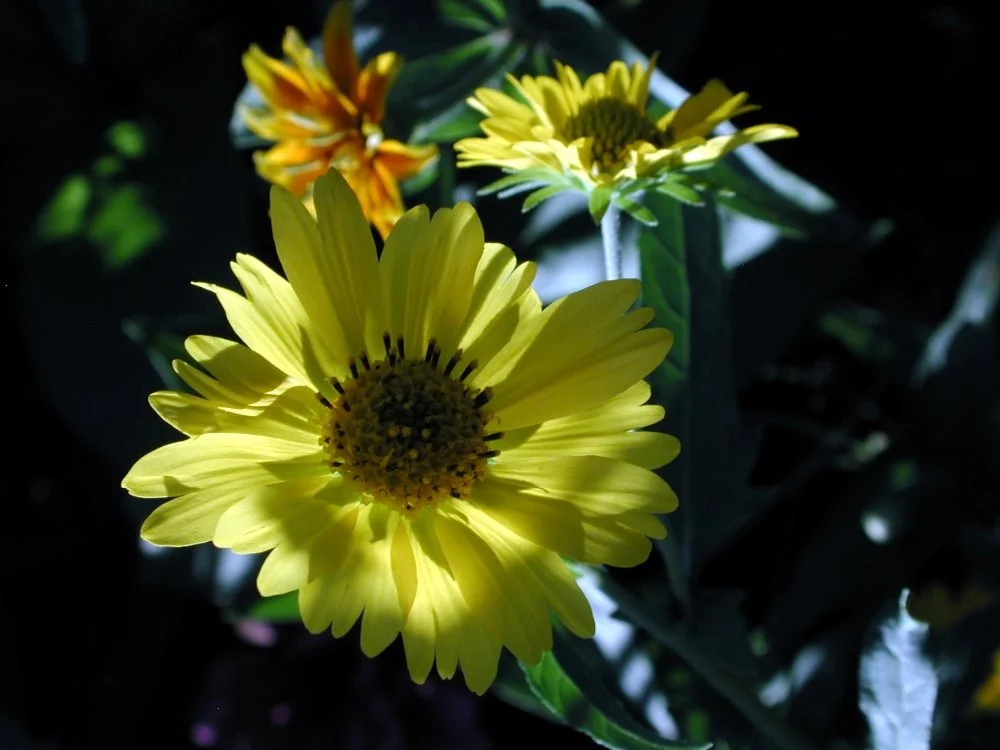 Close-up of yellow and orange flowers in sunlight with dark background