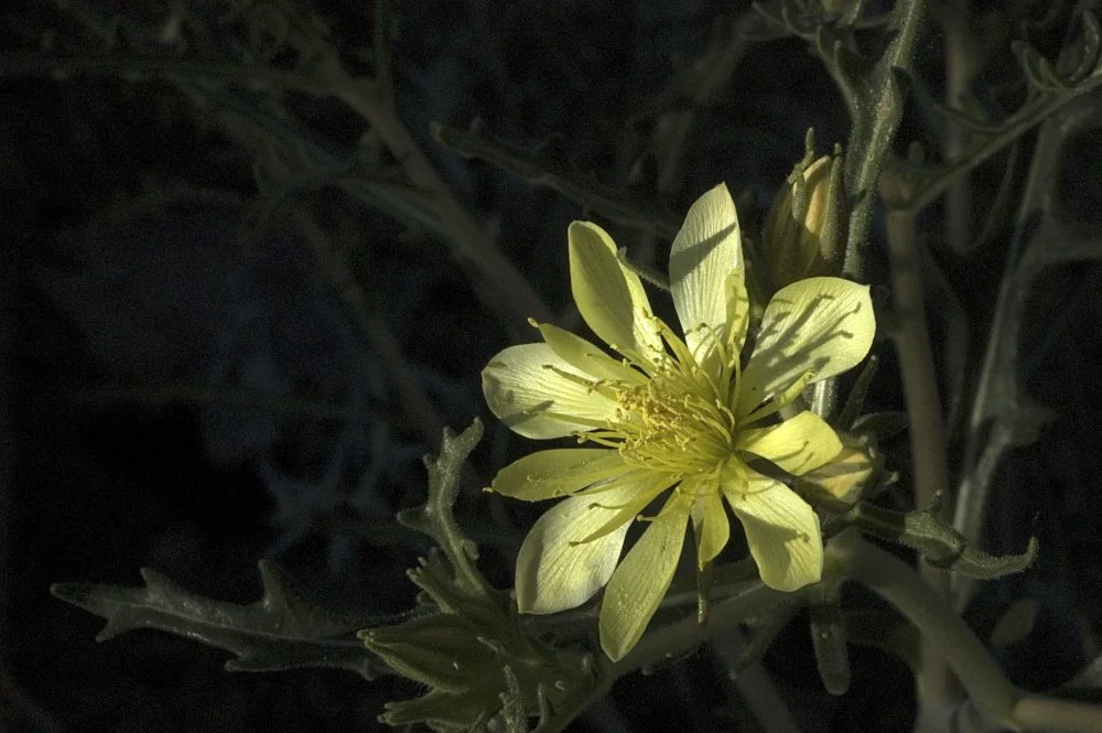 Yellow flower with multiple petals and visible stamens, surrounded by dark green leaves.