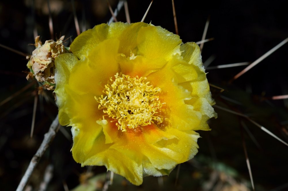 Close-up of a yellow cactus flower with numerous stamens, surrounded by cactus spines.