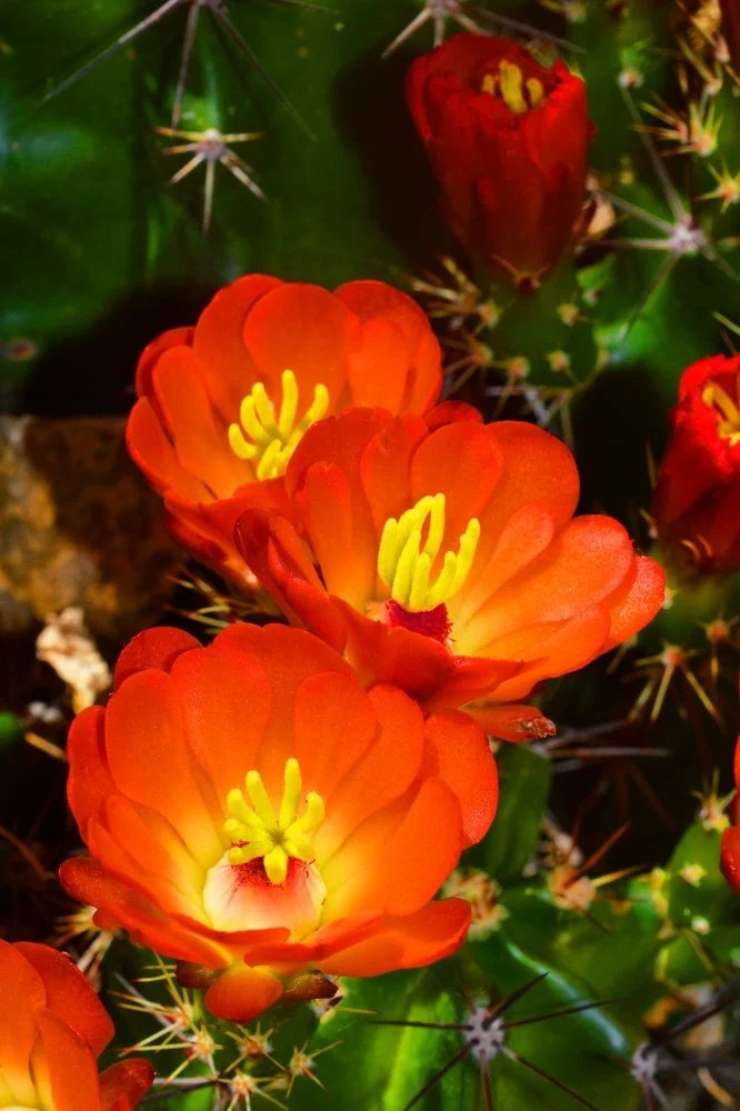 Close-up of bright orange cactus flowers with yellow stamens, surrounded by green cactus pads with sharp spines.