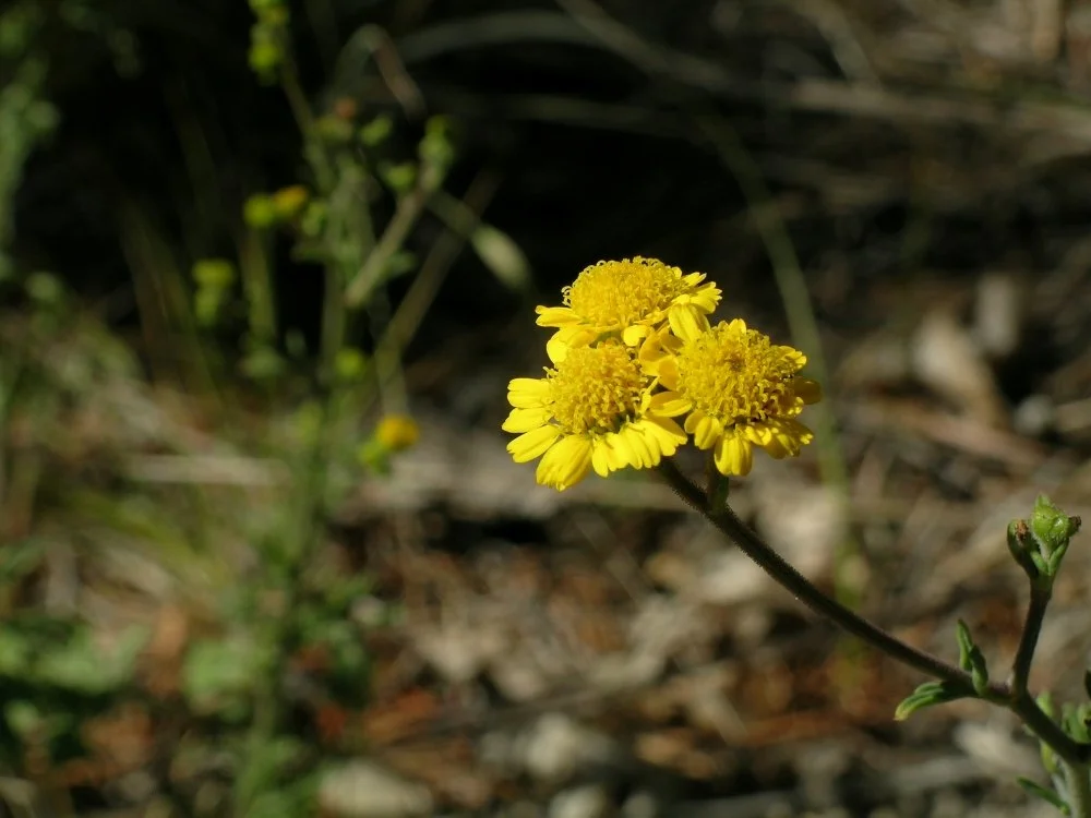 A close-up of a yellow wildflower with a blurred background of green foliage and brown ground.