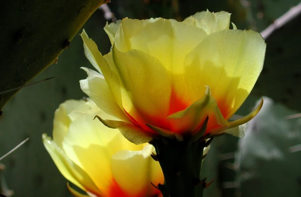 Close-up of yellow cactus flowers with red accents on a green cactus plant.