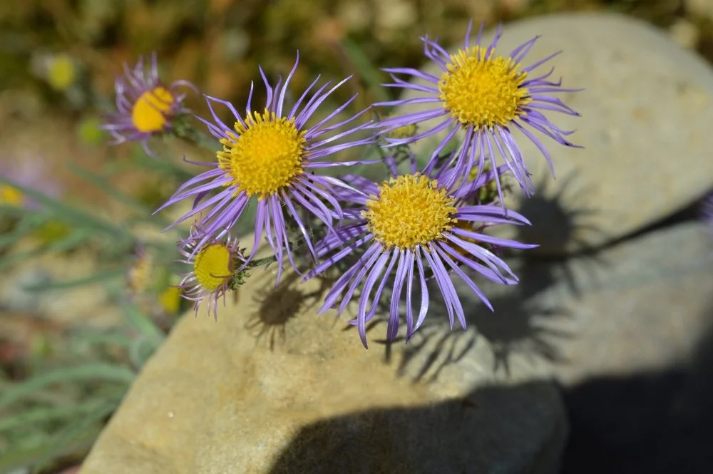 Purple wildflowers with yellow centers growing on rocks.