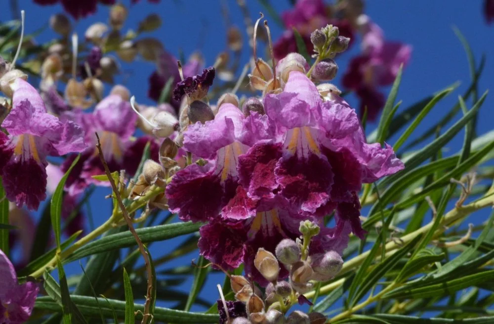 Close-up of purple and pink flowers with green leaves against a blue sky.