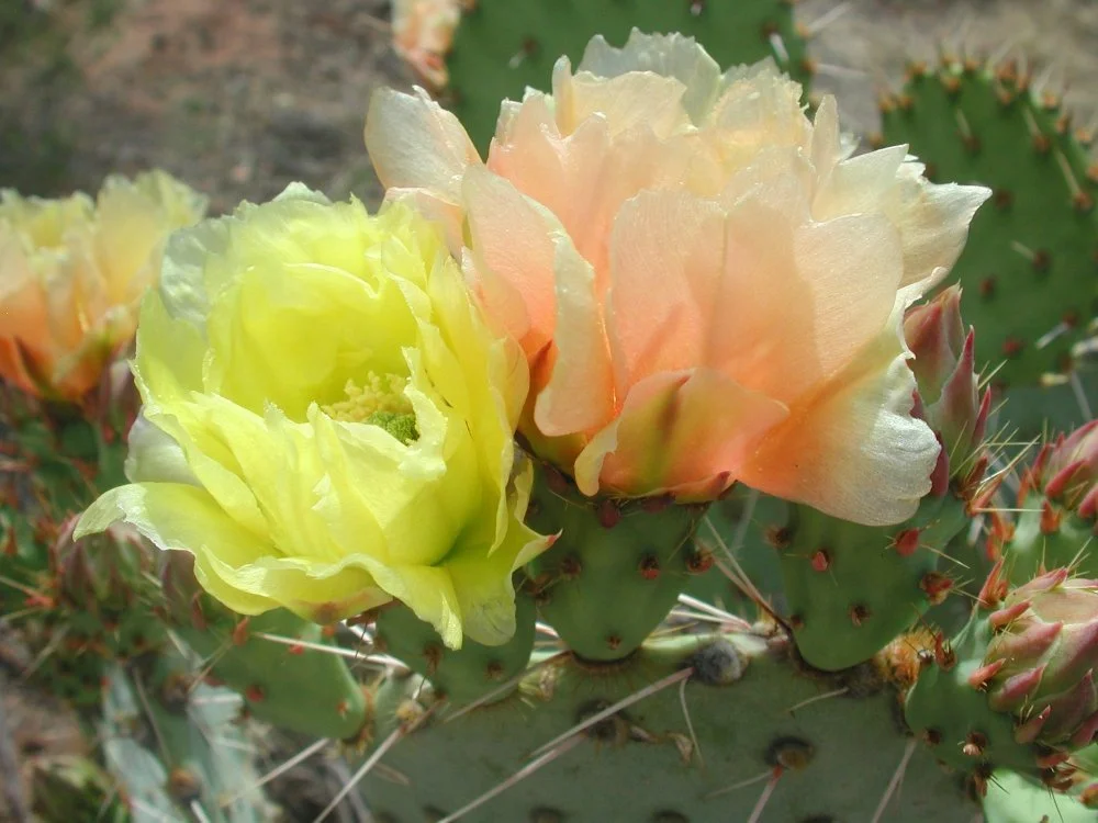 Close-up of cactus pad with yellow and peach-colored flowers blooming.