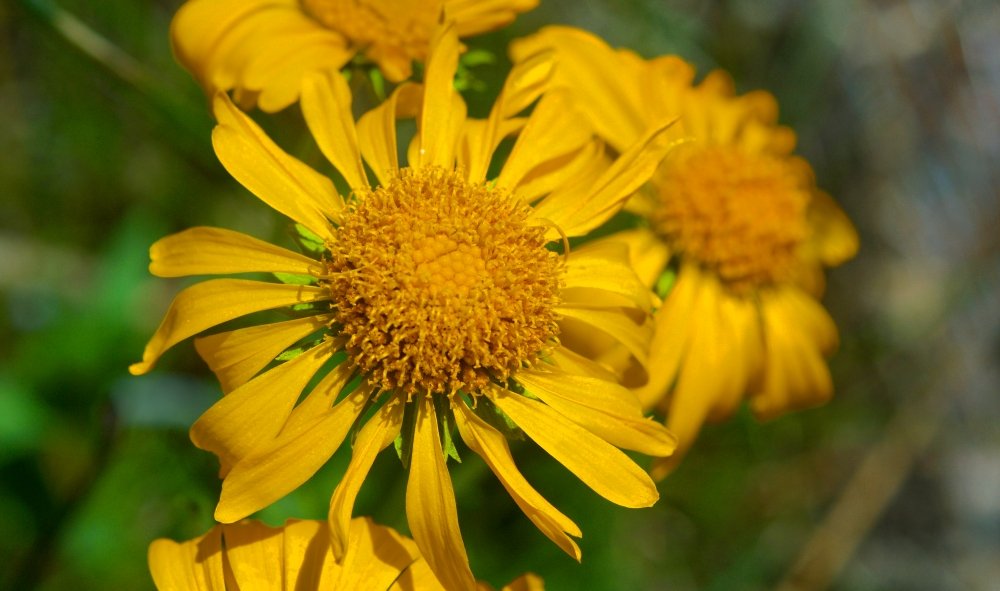 Close-up of yellow flowers with green background.