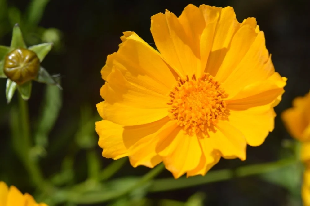 A close-up of a yellow flower with ruffled petals and a prominent center, surrounded by green foliage and a bud in the background.