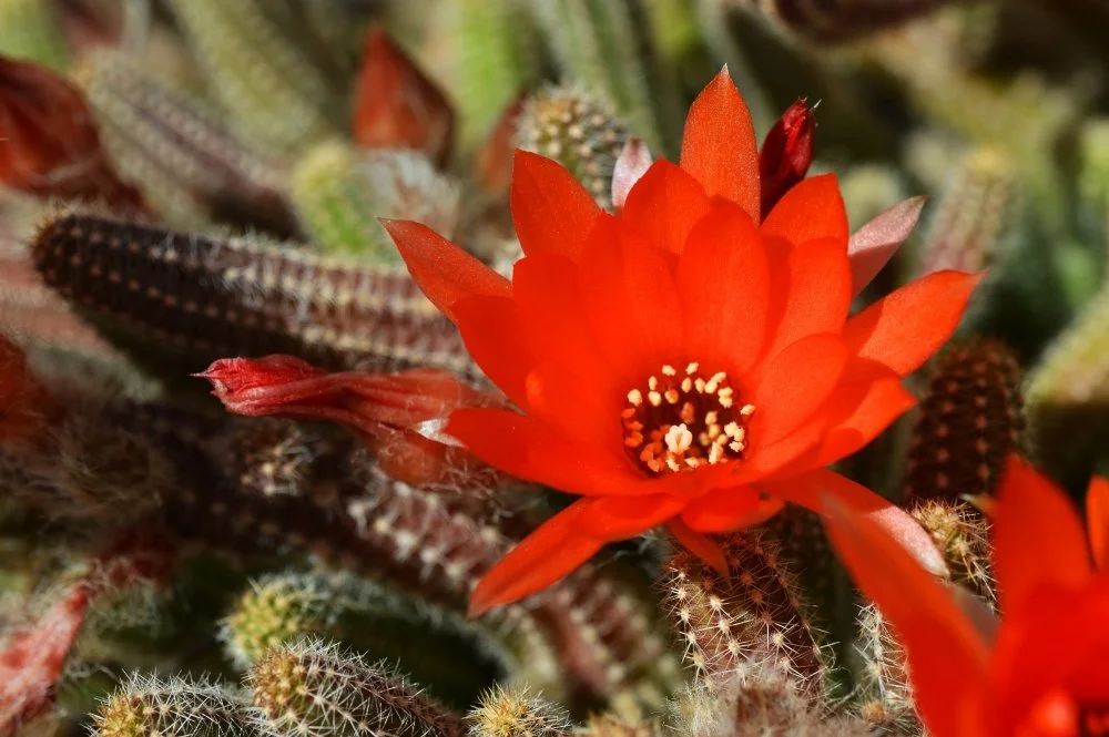 Close-up of a vibrant orange cactus flower blooming among green and brown cactus stems.