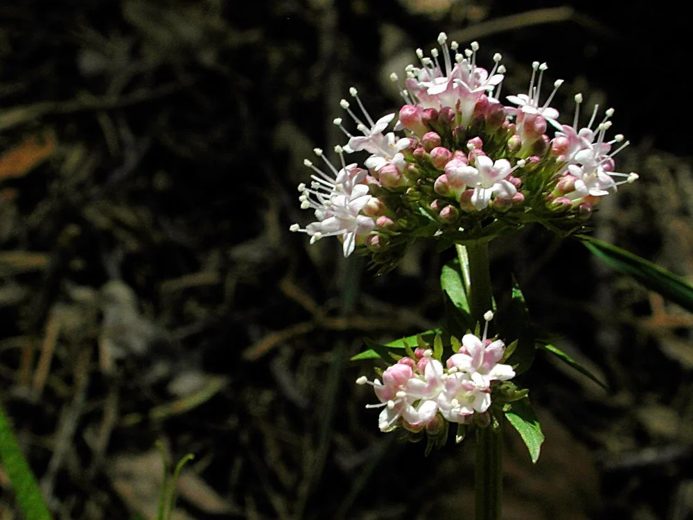 Close-up of a small pink and white flowering plant in dark soil.