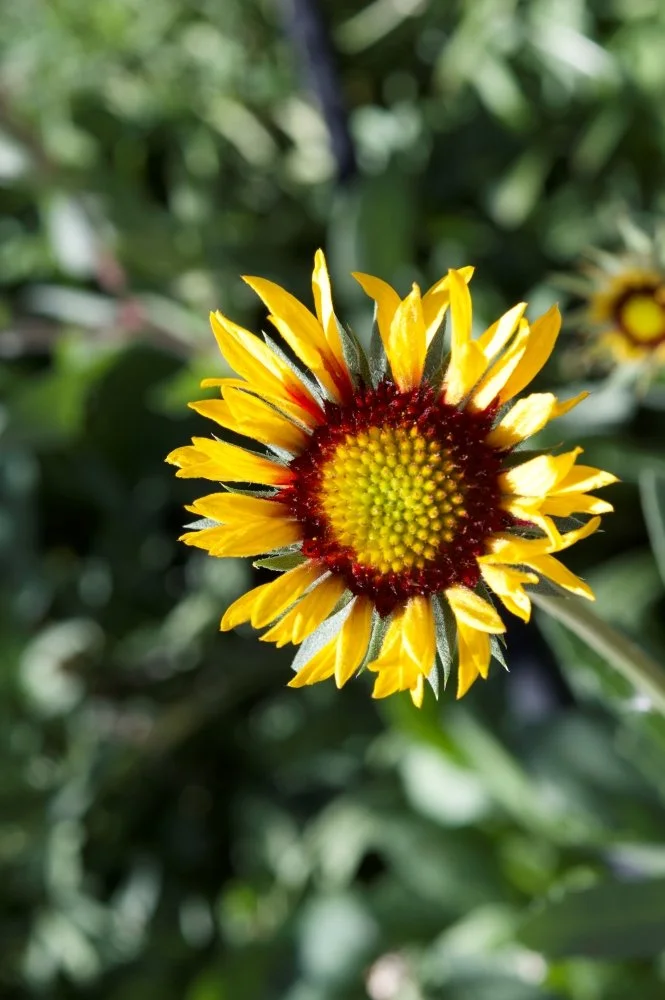 Close-up of a yellow and red flower with a green leafy background.