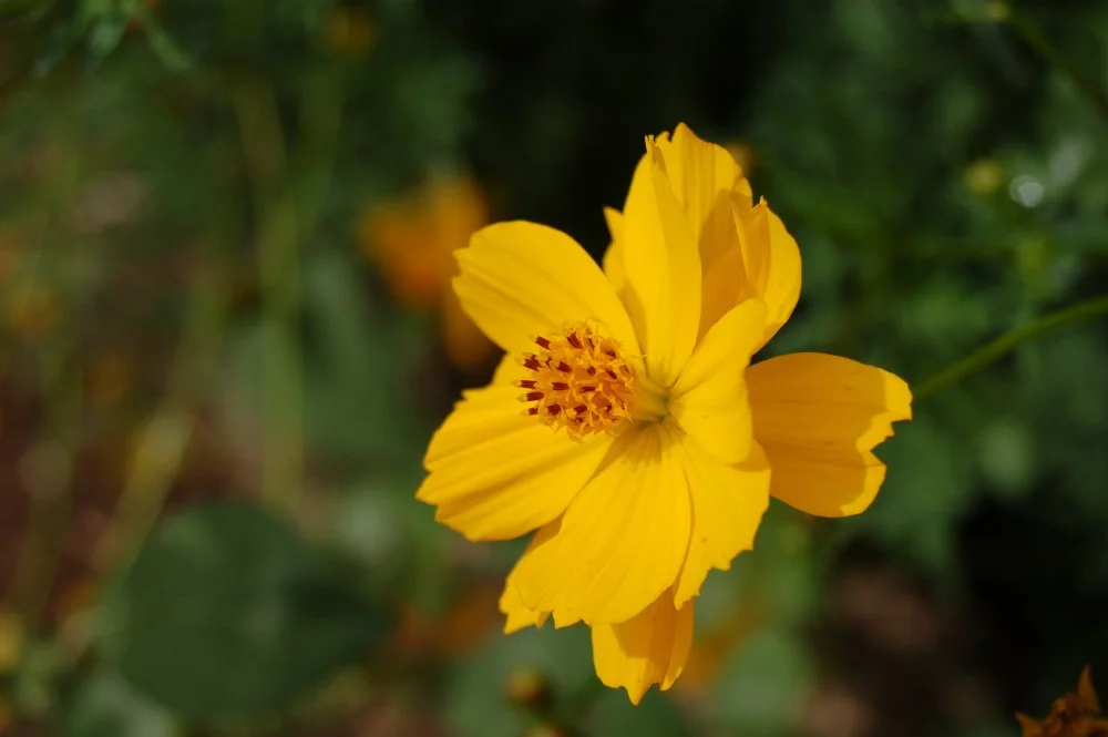 Close-up photo of a bright yellow flower with five petals and reddish-orange stamens in the center, set against a blurred green background.