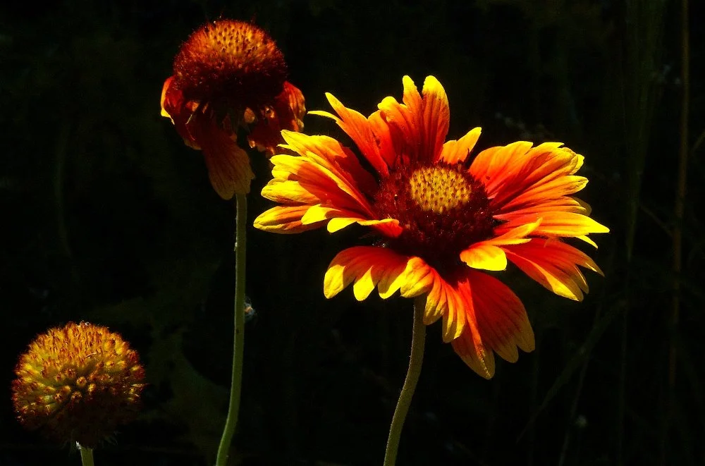Bright orange and yellow flowers against a dark background.