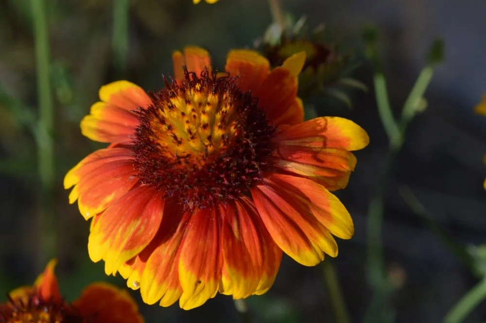 Close-up of a vibrant orange and yellow flower with dark center stamens, dark background and green foliage.