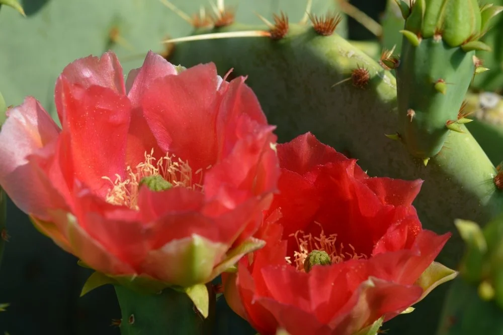 Close-up of two bright red cactus flowers on green cactus pad with small spines.