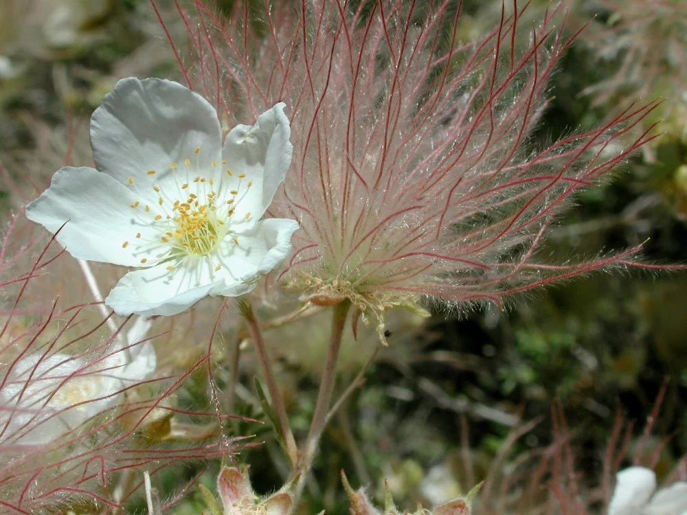 A close-up of a white flower with yellow stamens, surrounded by feathery pinkish-red seed dispersal structures.