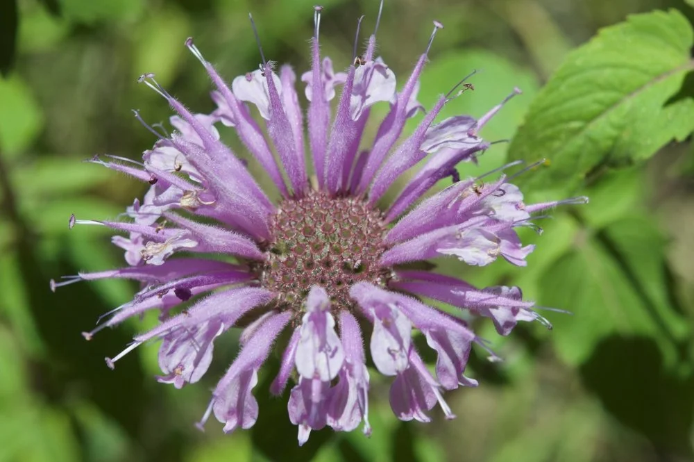 Close-up of a purple flower with long, thin petals and a green background.